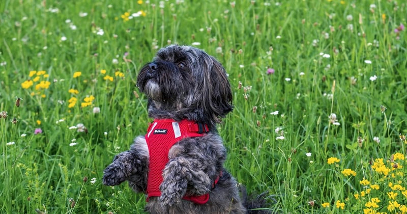 Bolonka Zwetna: Der perfekte Familienhund im Porträt