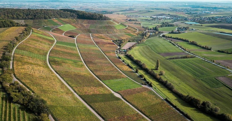 Lugana Wein entdecken: Der elegante Weißwein vom Gardasee
